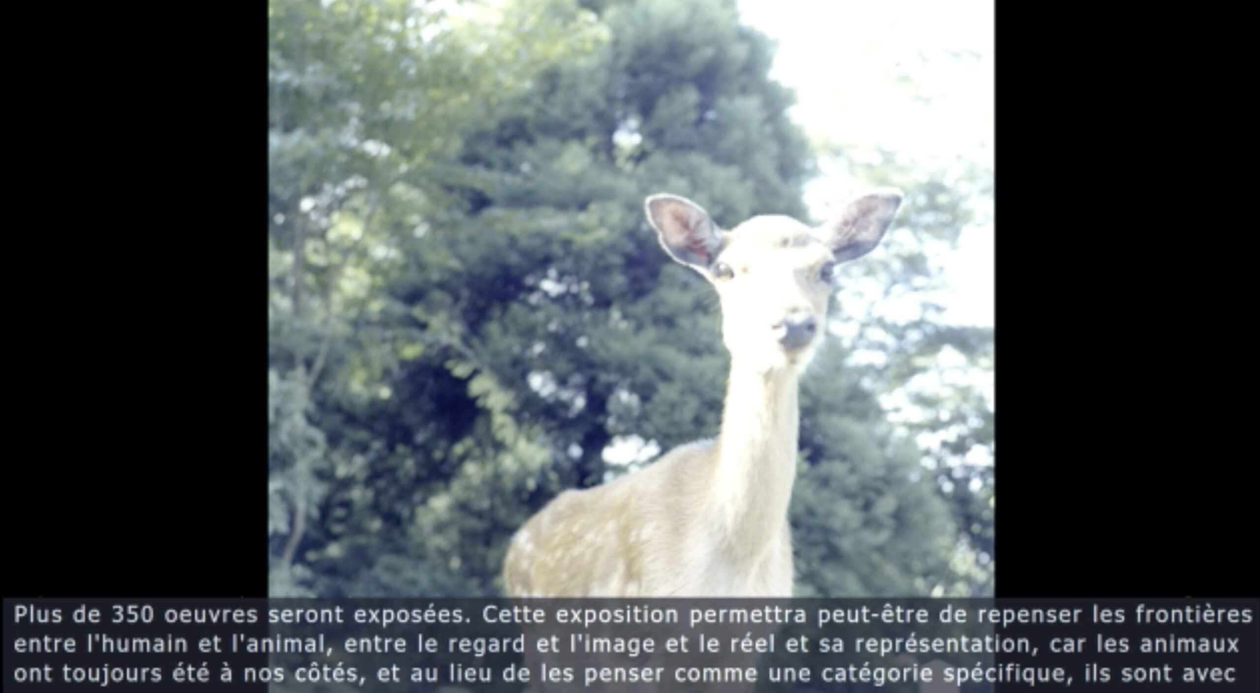 ANIMAL MODEL 200 YEARS OF PHOTOGRAPHY RENCONTRES D’ARLES