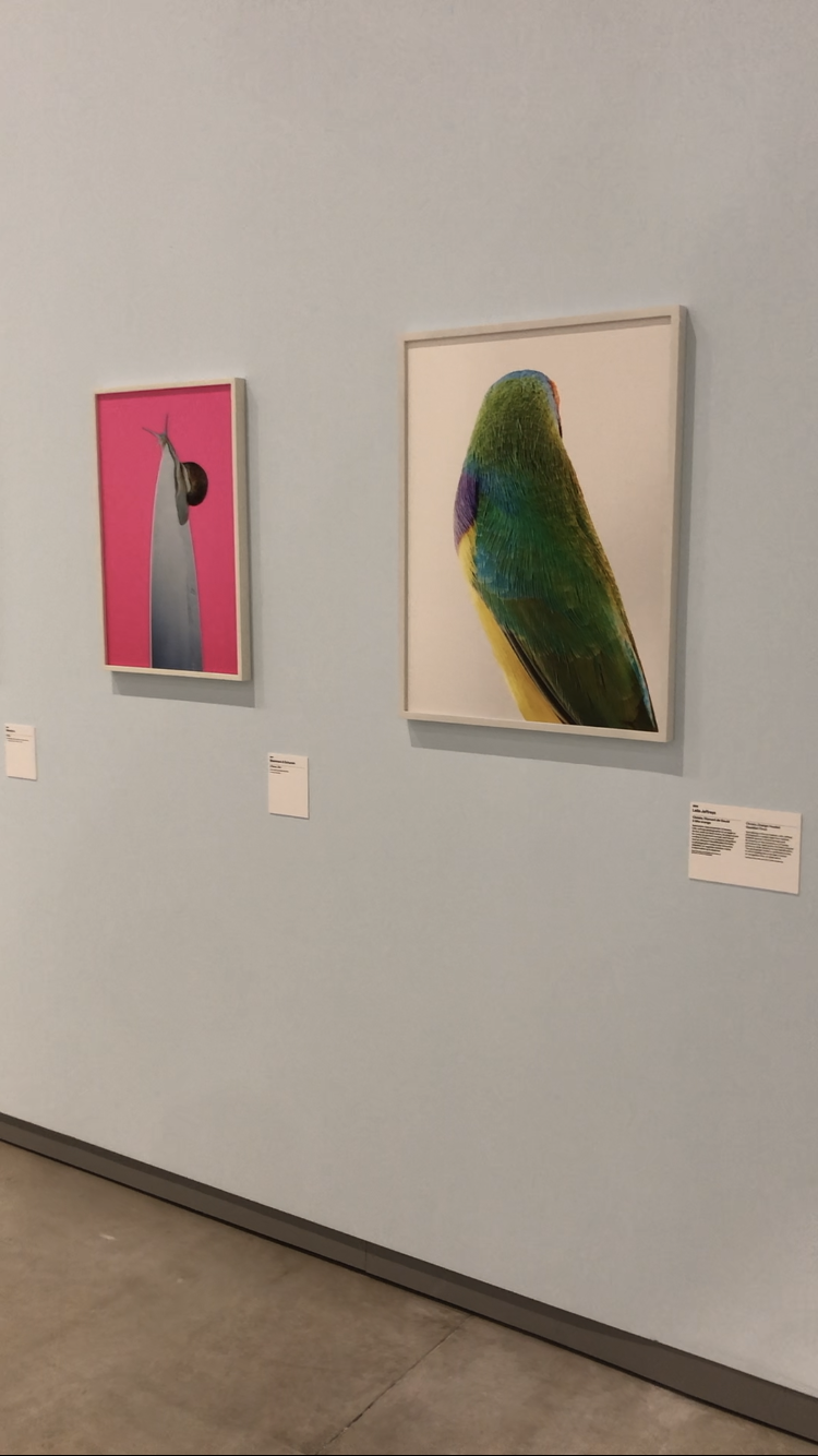 ANIMAL MODEL 200 YEARS OF PHOTOGRAPHY RENCONTRES D’ARLES