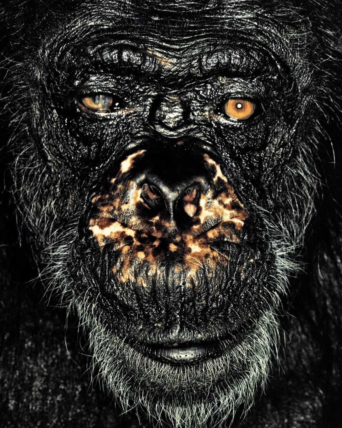 Exhibiton View ANIMAL MODEL 200 YEARS OF PHOTOGRAPHY RENCONTRES D’ARLES