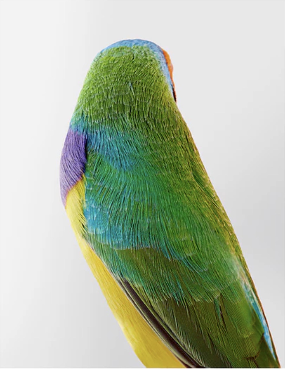 Exhibiton View ANIMAL MODEL 200 YEARS OF PHOTOGRAPHY RENCONTRES D’ARLES