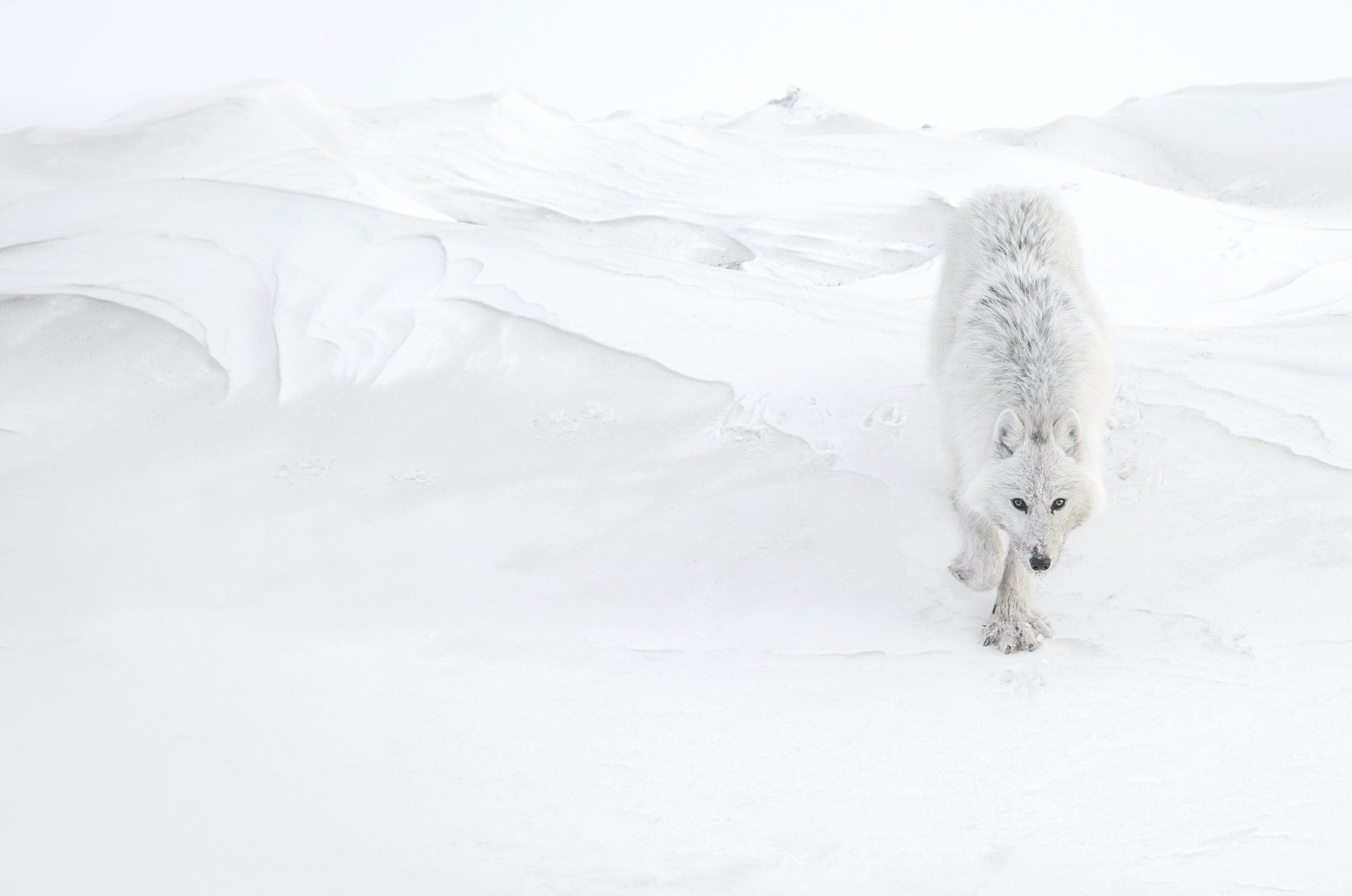 Exhibiton View ANIMAL MODEL 200 YEARS OF PHOTOGRAPHY RENCONTRES D’ARLES