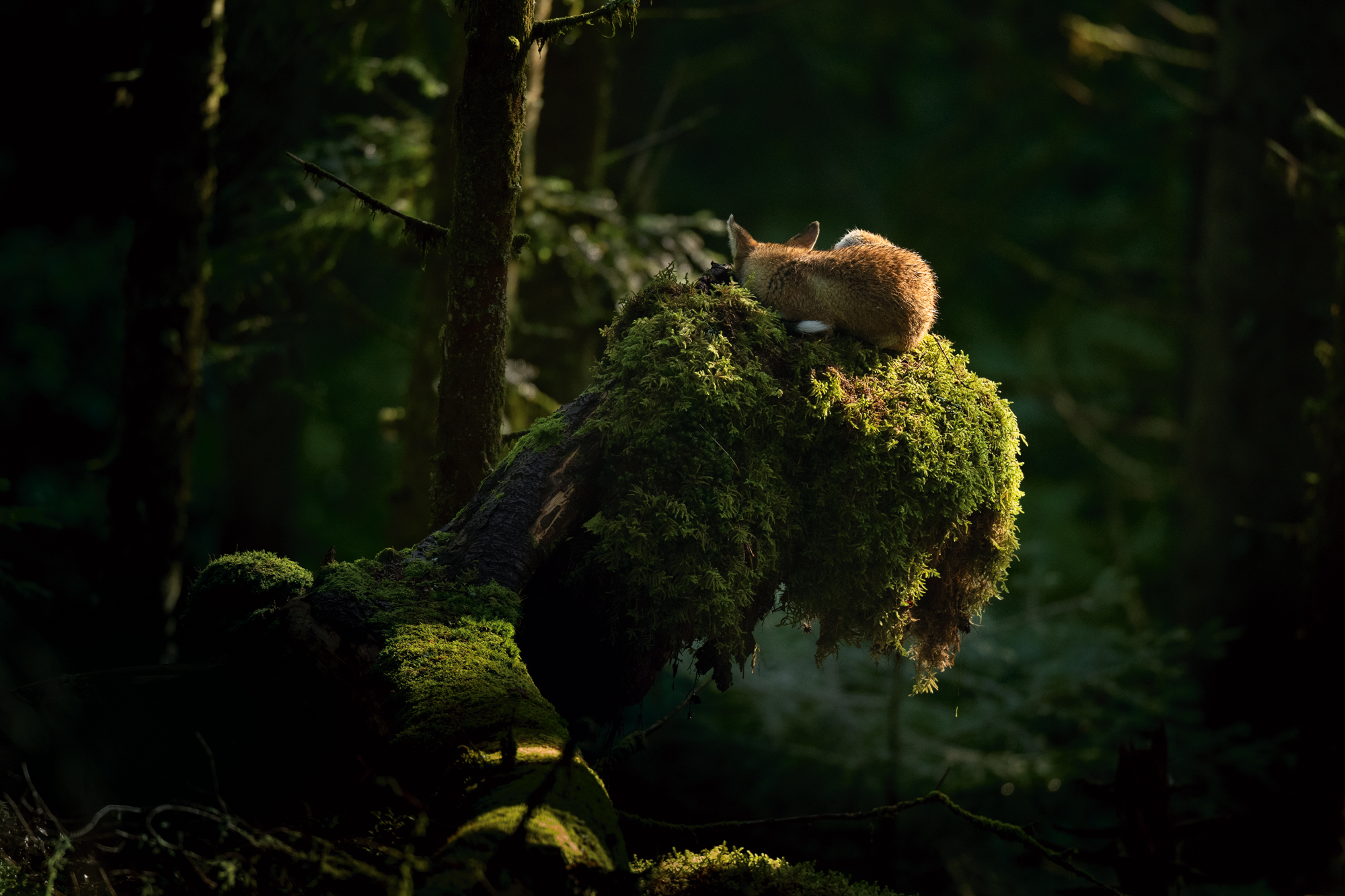 Exhibiton View Animals without us, ‘Not every encounter needs to become self-reflection’.